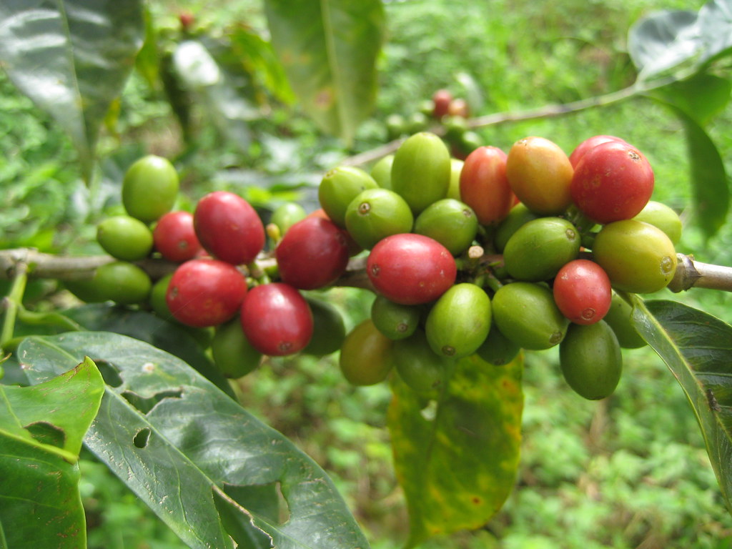 Coffee