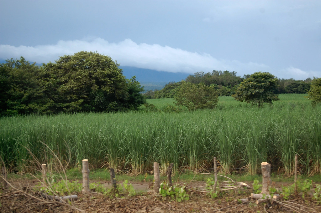 Sugarcane