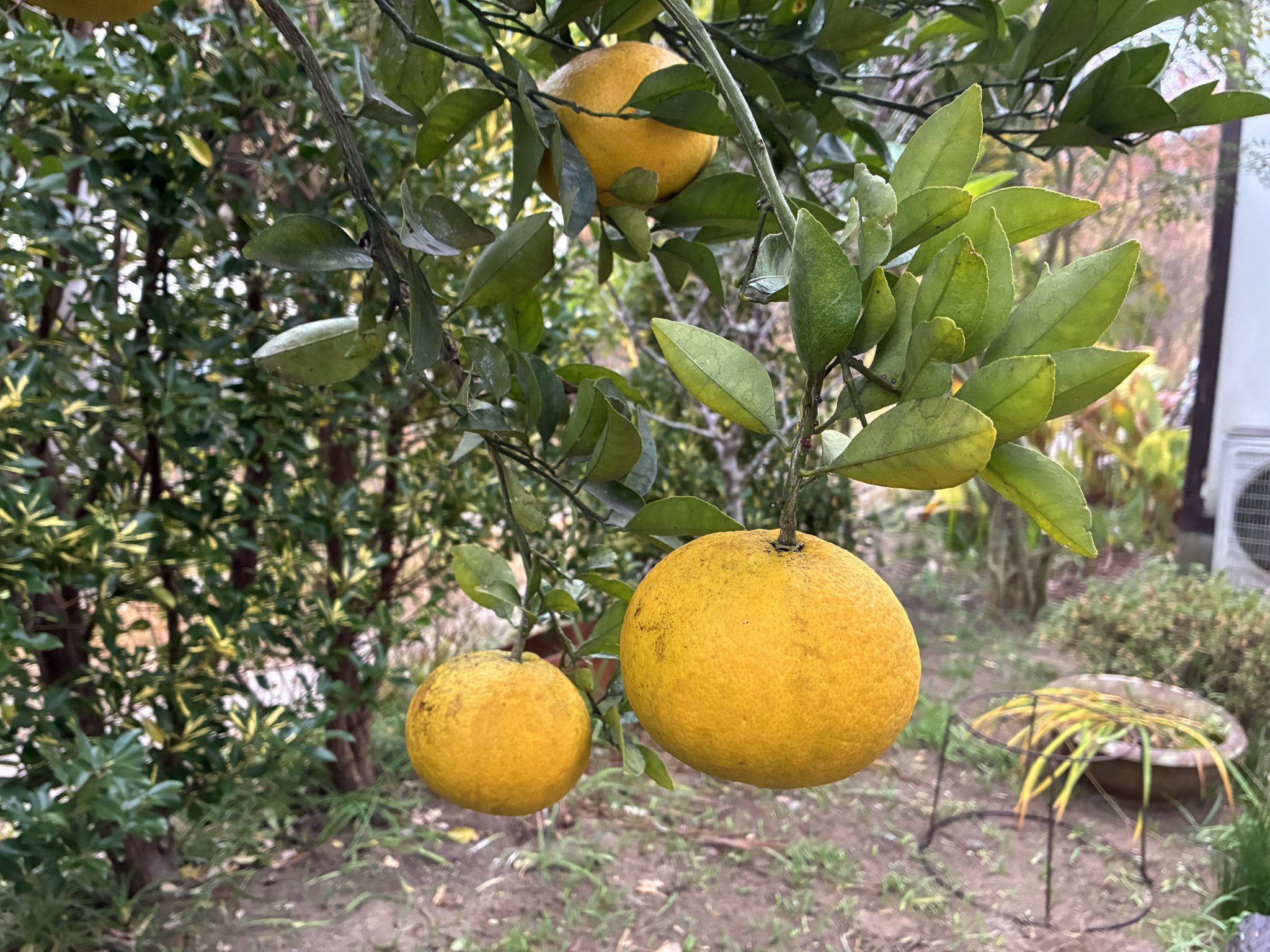 Citrus & fruit