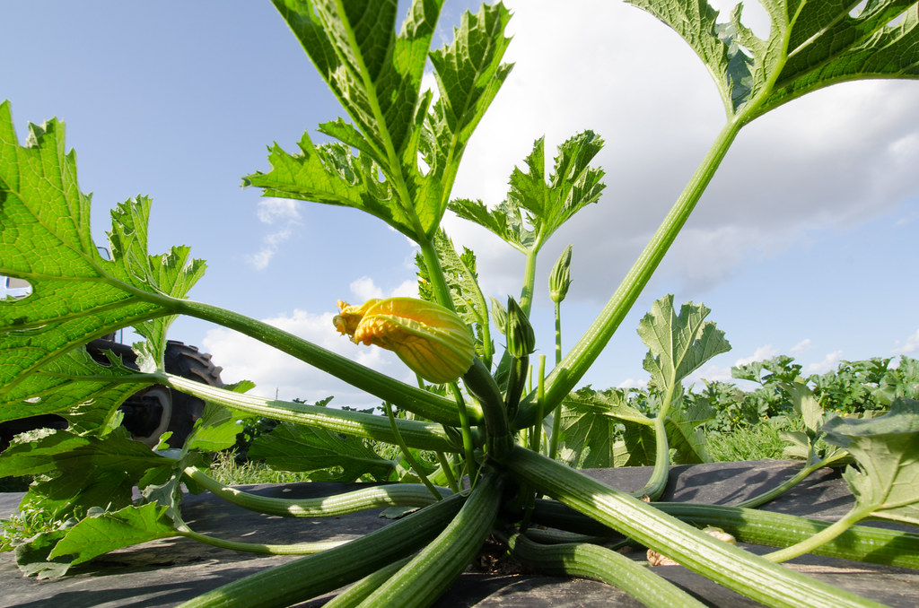 Vegetables
