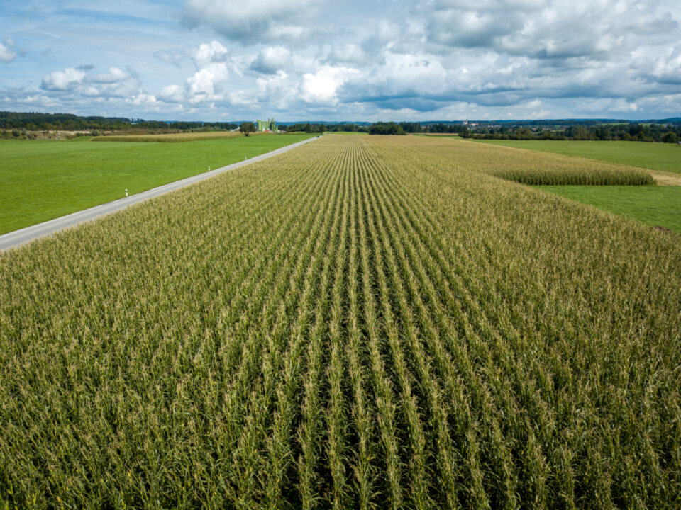 Corn