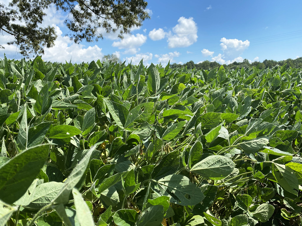 Soybean